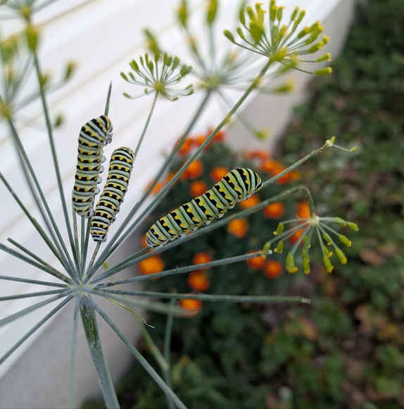 ♥️ - Picture 14 of 14